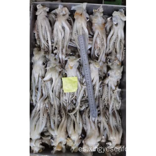 Squid congelado sobras de tentáculos Nototodarus Sloanii 180-200G